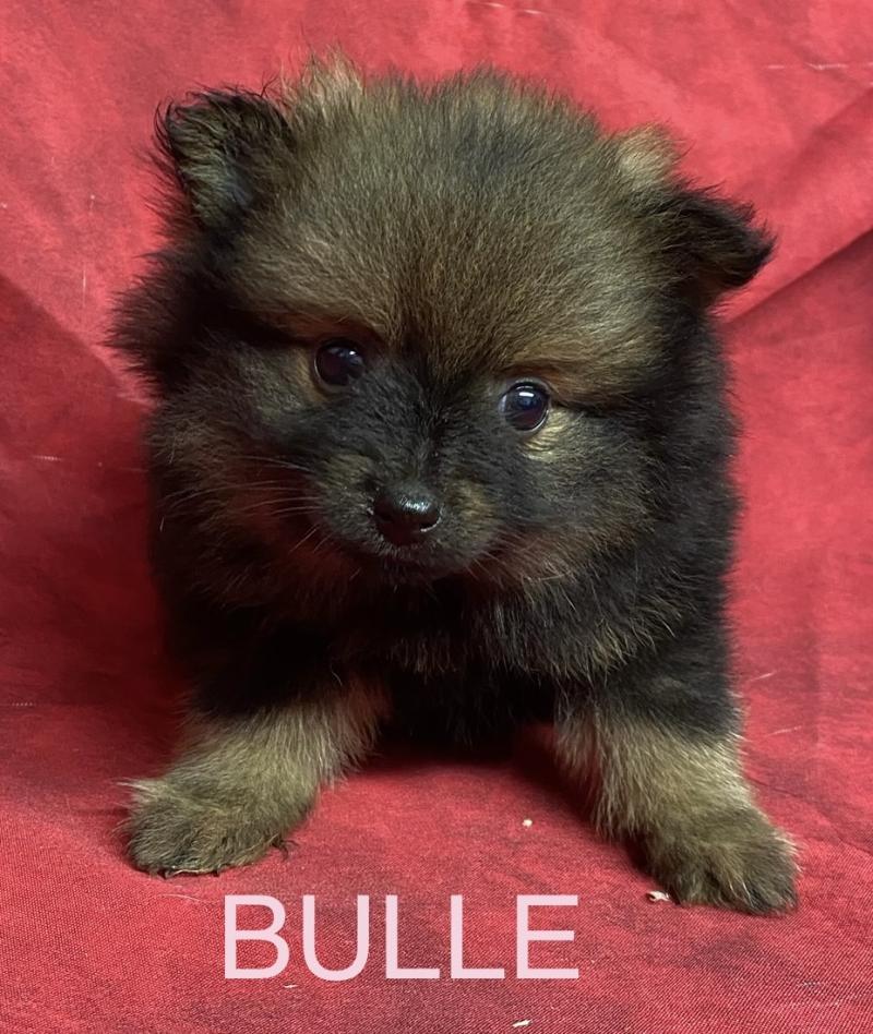 BULLE spitz à réserver Femelle Spitz allemand