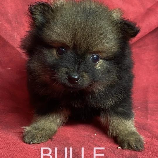 chiot Spitz allemand BULLE spitz disponible Domaine de la Chantelaie