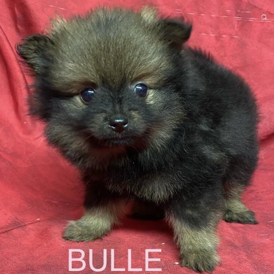 chiot Spitz allemand BULLE spitz disponible Domaine de la Chantelaie