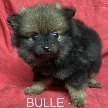 chiot Spitz allemand BULLE spitz disponible Domaine de la Chantelaie