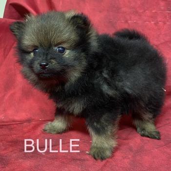 chiot Spitz allemand BULLE spitz disponible Domaine de la Chantelaie
