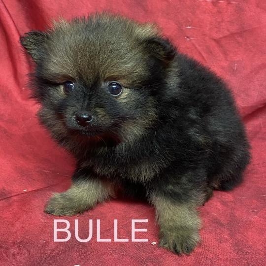 chiot Spitz allemand BULLE spitz disponible Domaine de la Chantelaie