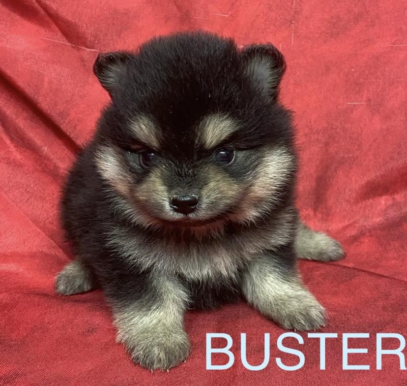 BUSTER.spitz à réserver Mâle Spitz allemand