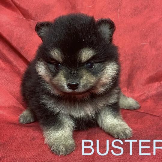 chiot Spitz allemand BUSTER.spitz à réserver Domaine de la Chantelaie
