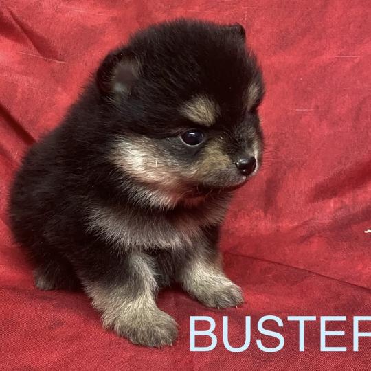 chiot Spitz allemand BUSTER.spitz à réserver Domaine de la Chantelaie