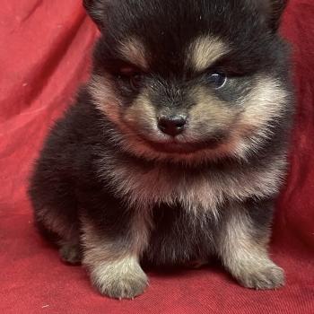 chiot Spitz allemand BUSTER.spitz à réserver Domaine de la Chantelaie