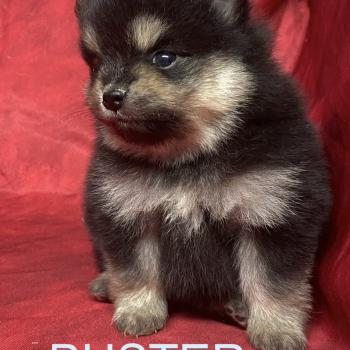 chiot Spitz allemand BUSTER.spitz à réserver Domaine de la Chantelaie