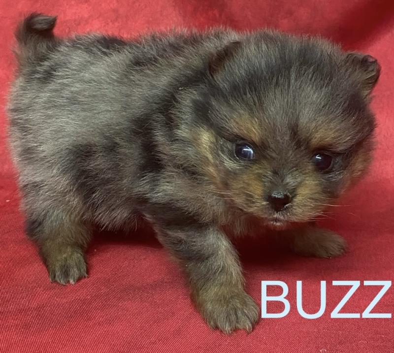 BUZZ spitz à réserver Mâle Spitz allemand
