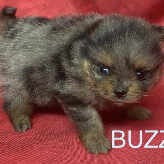 chiot Spitz allemand BUZZ spitz à réserver Domaine de la Chantelaie