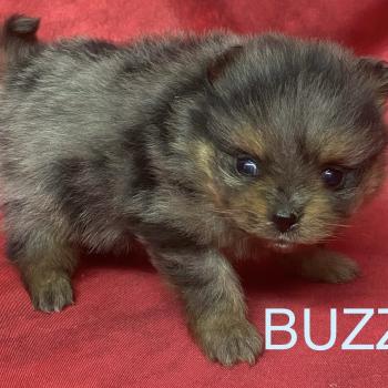 chiot Spitz allemand BUZZ spitz à réserver Domaine de la Chantelaie