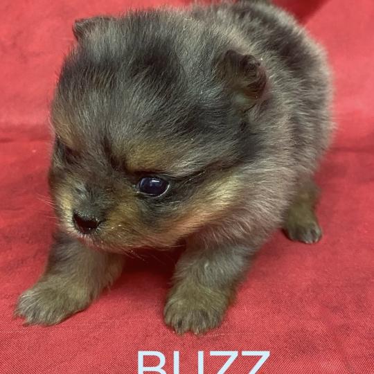 chiot Spitz allemand BUZZ spitz à réserver Domaine de la Chantelaie