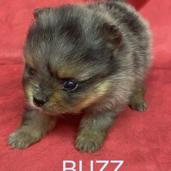 chiot Spitz allemand BUZZ spitz à réserver Domaine de la Chantelaie