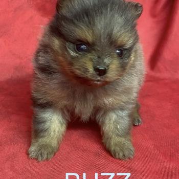 chiot Spitz allemand BUZZ spitz à réserver Domaine de la Chantelaie