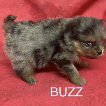 chiot Spitz allemand BUZZ spitz à réserver Domaine de la Chantelaie