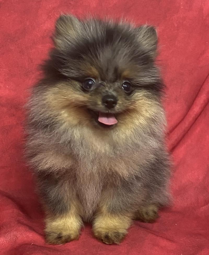 BUZZ spitz DISPONIBLE Mâle Spitz allemand