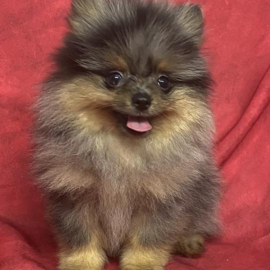 chiot Spitz allemand BUZZ spitz DISPONIBLE Domaine de la Chantelaie