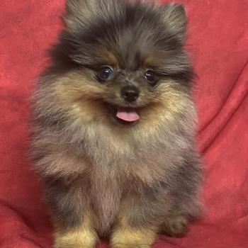 chiot Spitz allemand BUZZ spitz DISPONIBLE Domaine de la Chantelaie