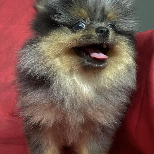 chiot Spitz allemand BUZZ spitz DISPONIBLE Domaine de la Chantelaie