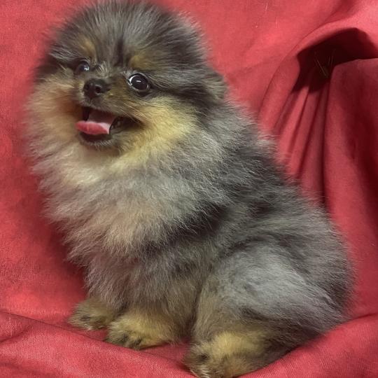 chiot Spitz allemand BUZZ spitz DISPONIBLE Domaine de la Chantelaie