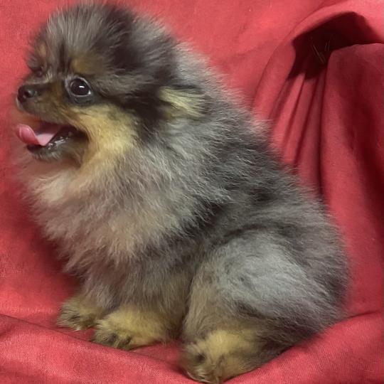 chiot Spitz allemand BUZZ spitz DISPONIBLE Domaine de la Chantelaie
