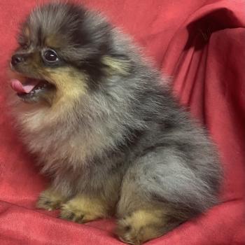 chiot Spitz allemand BUZZ spitz DISPONIBLE Domaine de la Chantelaie