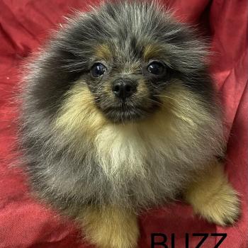 chiot Spitz allemand BUZZ spitz DISPONIBLE Domaine de la Chantelaie