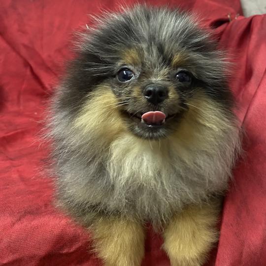 chiot Spitz allemand BUZZ spitz DISPONIBLE Domaine de la Chantelaie