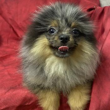 chiot Spitz allemand BUZZ spitz DISPONIBLE Domaine de la Chantelaie