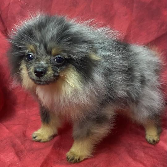 chiot Spitz allemand BUZZ spitz DISPONIBLE Domaine de la Chantelaie
