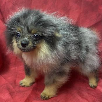 chiot Spitz allemand BUZZ spitz DISPONIBLE Domaine de la Chantelaie