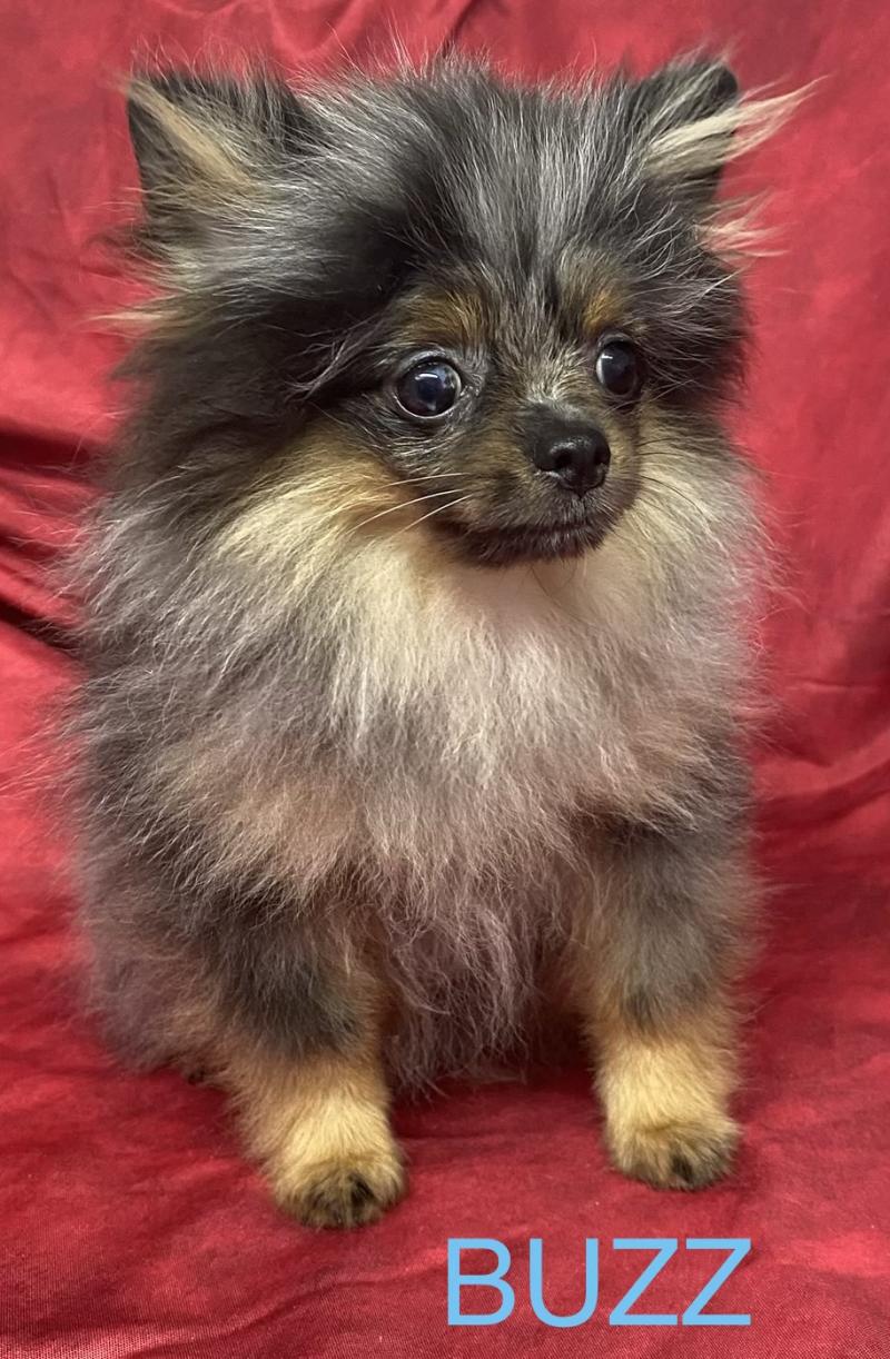 BUZZ spitz nain DISPONIBLE Mâle Spitz allemand