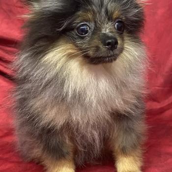 chiot Spitz allemand BUZZ mini spitz nain DISPONIBLE Domaine de la Chantelaie