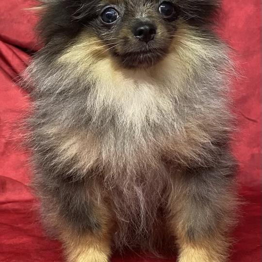 chiot Spitz allemand BUZZ mini spitz nain DISPONIBLE Domaine de la Chantelaie