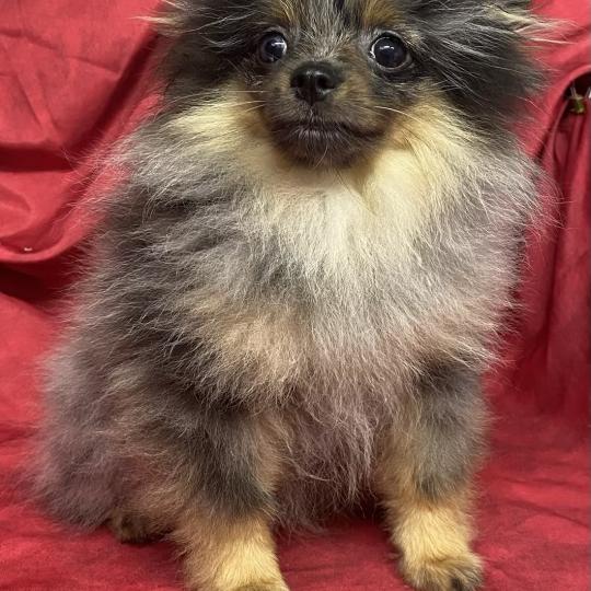 chiot Spitz allemand BUZZ mini spitz nain DISPONIBLE Domaine de la Chantelaie
