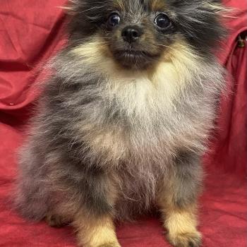 chiot Spitz allemand BUZZ mini spitz nain DISPONIBLE Domaine de la Chantelaie
