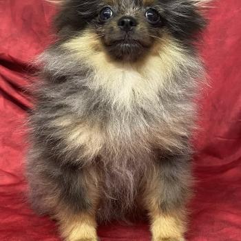 chiot Spitz allemand BUZZ mini spitz nain DISPONIBLE Domaine de la Chantelaie
