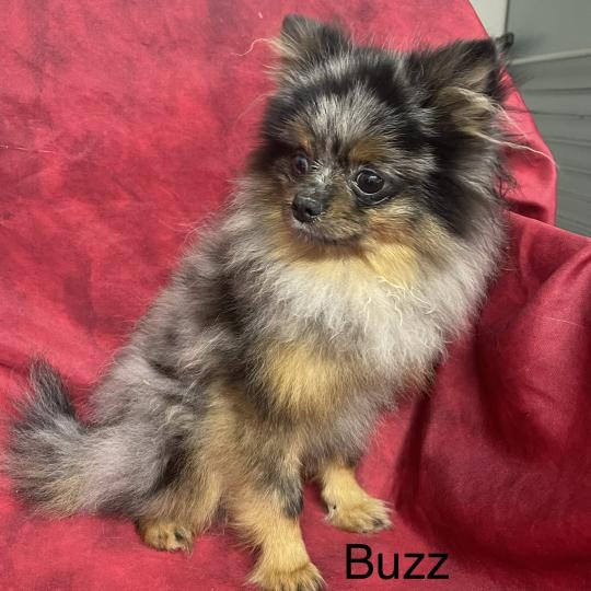BUZZ MINI spitz nain DISPONIBLE Mâle Spitz allemand