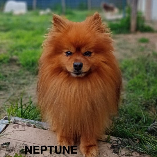 NEPTUNE Spitz Mâle Spitz allemand