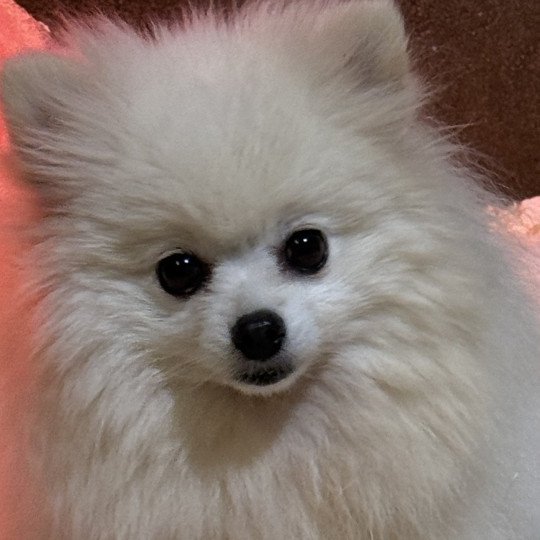 O'CHIKA spitz allemand Femelle Spitz allemand