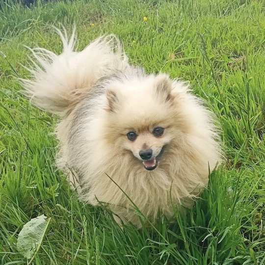 chien Spitz allemand SABLE/BEIGE OLAF spitz Domaine de la Chantelaie