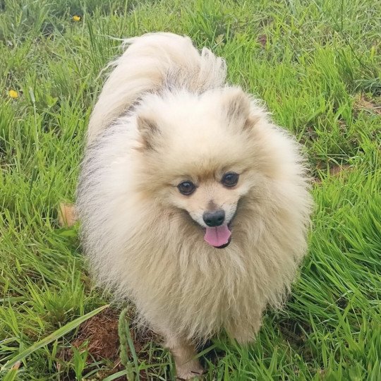 chien Spitz allemand SABLE/BEIGE OLAF spitz Domaine de la Chantelaie