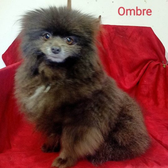 OMBRE spitz Femelle Spitz allemand