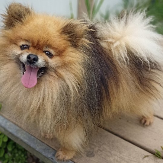 chien Spitz allemand ROUX/CHARB O’MOISE spitz Domaine de la Chantelaie