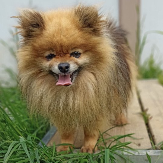 chien Spitz allemand ROUX/CHARB O’MOISE spitz Domaine de la Chantelaie