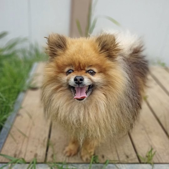 chien Spitz allemand ROUX/CHARB O’MOISE spitz Domaine de la Chantelaie