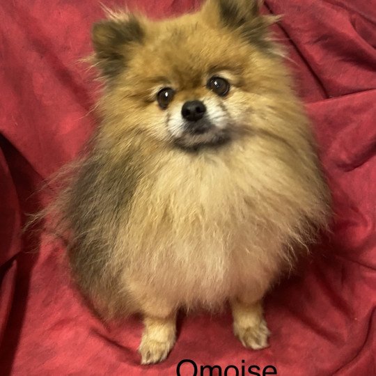 chien Spitz allemand ROUX/CHARB O’MOISE spitz Domaine de la Chantelaie
