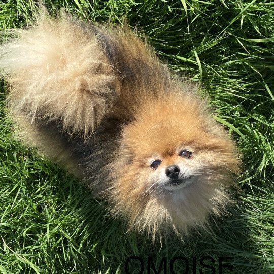 O’MOISE spitz allemand Mâle Spitz allemand