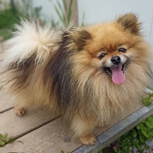 O’MOISE spitz Mâle Spitz allemand