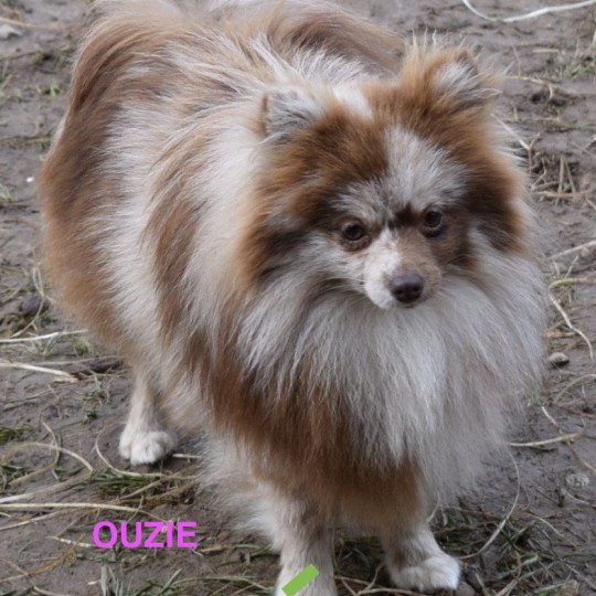 OUZIE spitz Femelle Spitz allemand