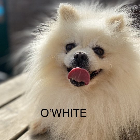 OWHITE spitz Mâle Spitz allemand